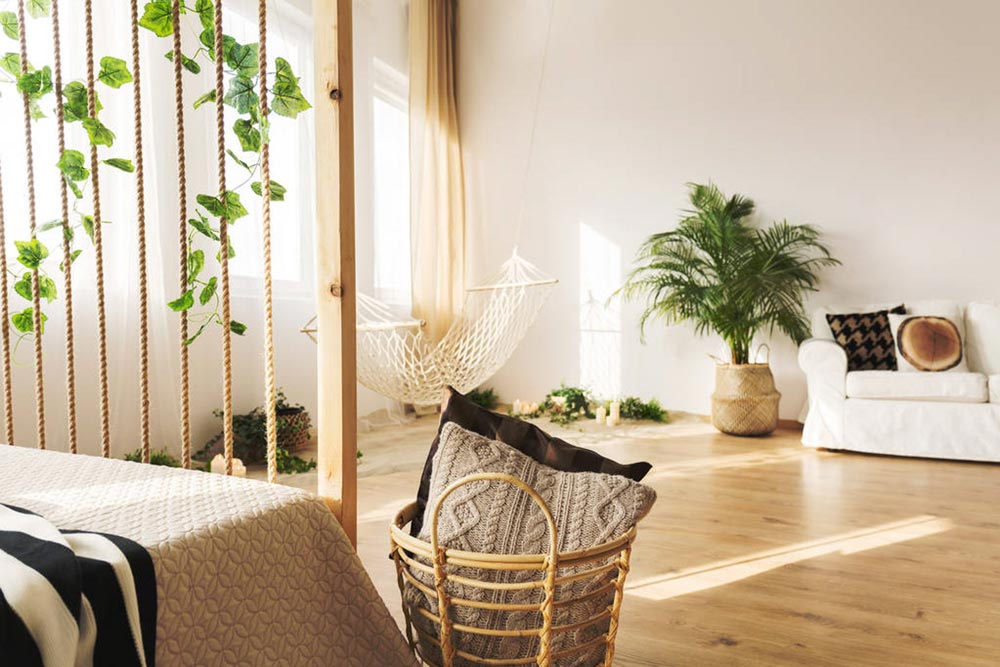 100种适合室内养的植物(图11)